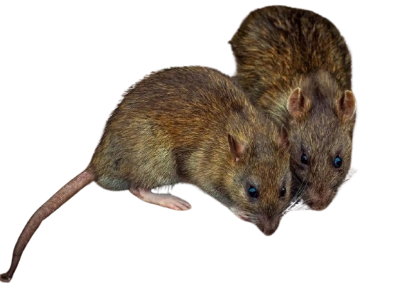13 Group Rat Breeding success story
